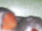 Quand oiseaux donnent leçons SEP!