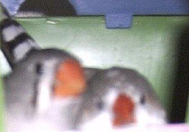 Quand mes oiseaux donnent des leçons de vie à ma SEP!