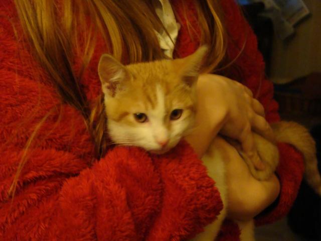 Dr Diego Brannigan, le chat le plus calin du monde