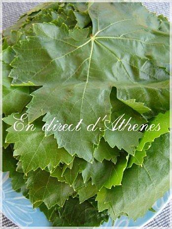 RETOUR DU MARCHE : Conserver les feuilles de vigne toute l'année