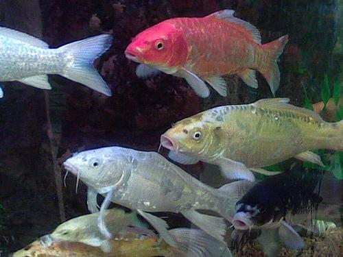 Colourful Fish par jalalspages