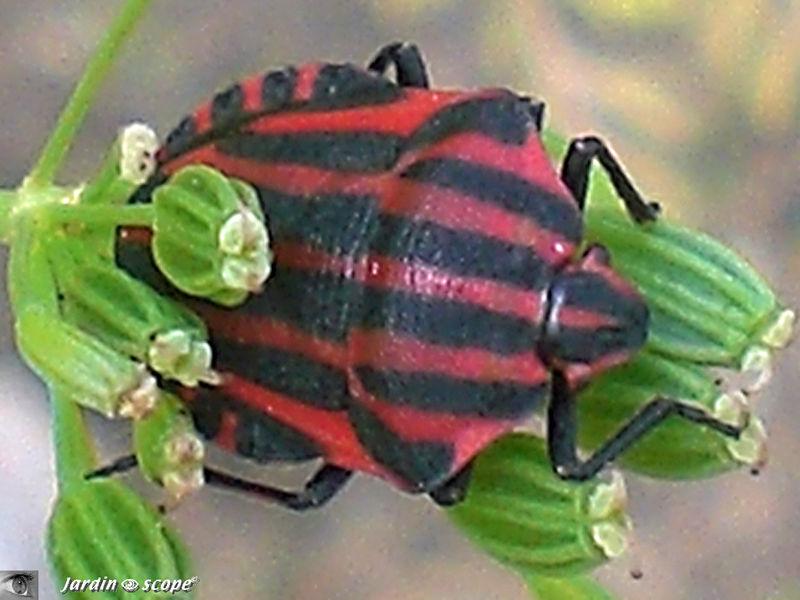 C'est l'effet papillon..., dit la chanson