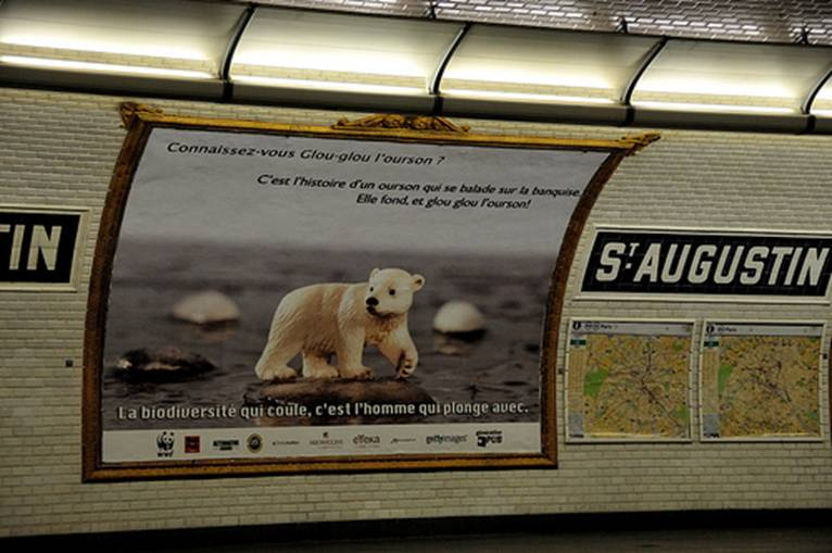 Sauvons les ours polaires… Que va devenir Glouglou ?
