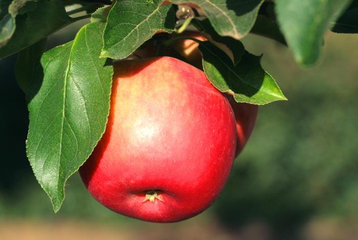 Apple pomme de moisson