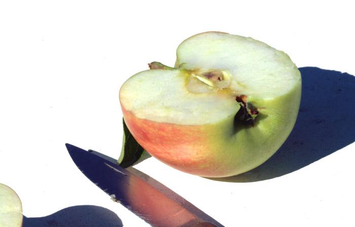 Apple pomme maça