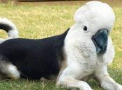 Animaux bizarres (suite)