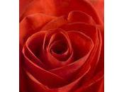 Chiffres ventes fleurs plantes Hollande