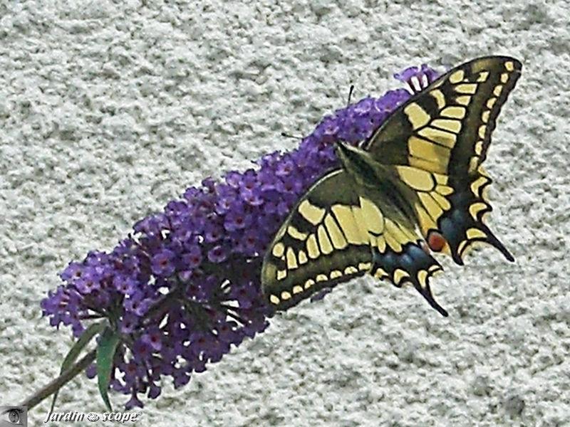 Des insectes qui participent à la production d'humus…
