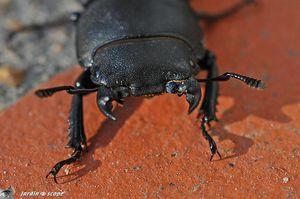 Tête de Petite biche (Dorcus parallelipipedus)