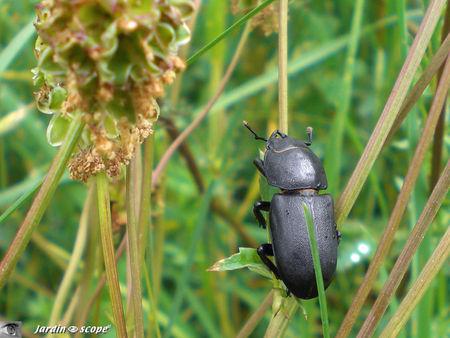 Petite biche • Dorcus parallelipipedus