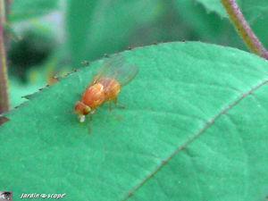 Drosophila_melanogaster_6