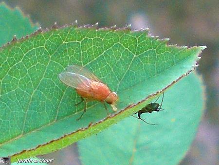Drosophila_melanogaster_3