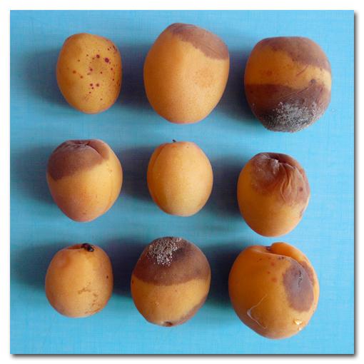 Inventaire Alimentaire |057|058|059|060|