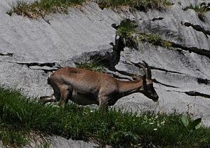 En vacances à la montagne, mais relié à La Roche sur Yon !