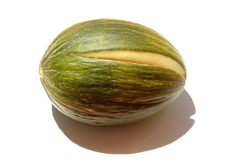 Melon Rochet temporao melao