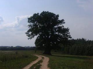 Tamme-Lauri, le plus gros chêne d'Estonie
