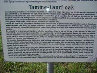 Tamme-Lauri, le plus gros chêne d'Estonie