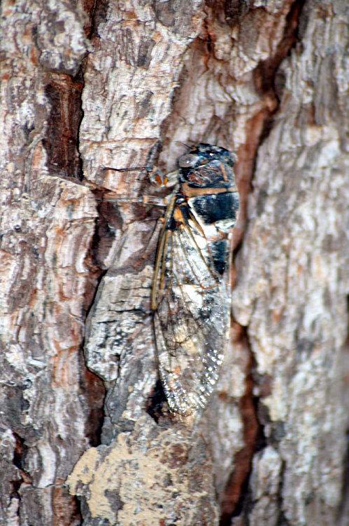 A Canelle, chez moi, en été