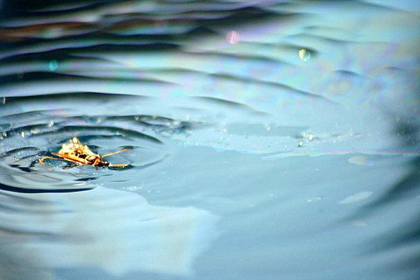 A Canelle, chez moi, en été
