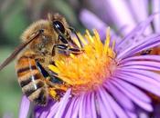 Comment faire miel...