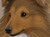 Portrait animalier en-cours Berger Shetland