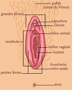 clitoris