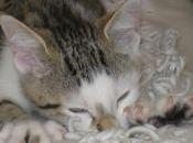 News animaux épisode