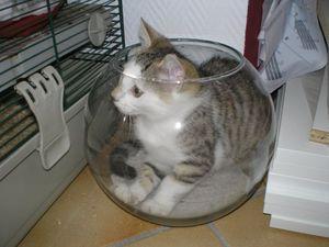 5736_1203008354406_1204505582_600389_3283254_n