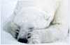 L'ours polaire, une espèce menacée convertie en trophée de chasse