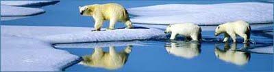 L'ours polaire, une espèce menacée convertie en trophée de chasse