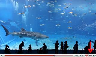 Le 2ème plus grand aquarium au monde en HD