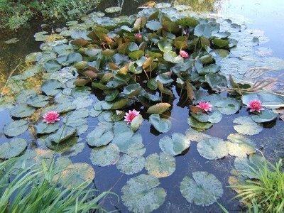 Parc et jardin : Le château de Beauregard