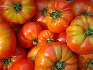 Nos tomates bio