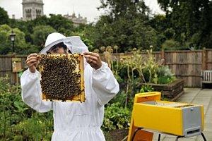 Sauvez les abeilles: gardez une ruche à la maison