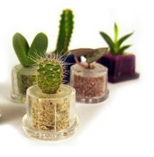 La fin des dragées ? La fin des dragées ?