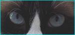yeux_chats1
