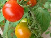 Nous commençons récolte...