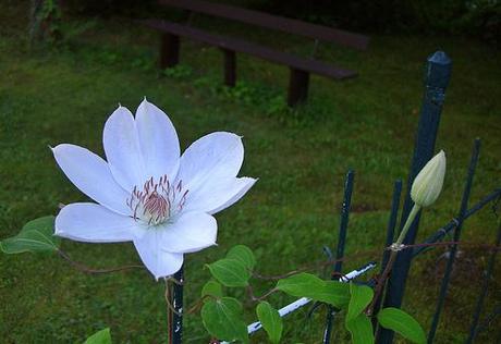 clematis Henryi 02
