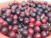 Confiture prunes sauvages 3ème dernière édition