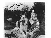 Trois chiens Hollywood