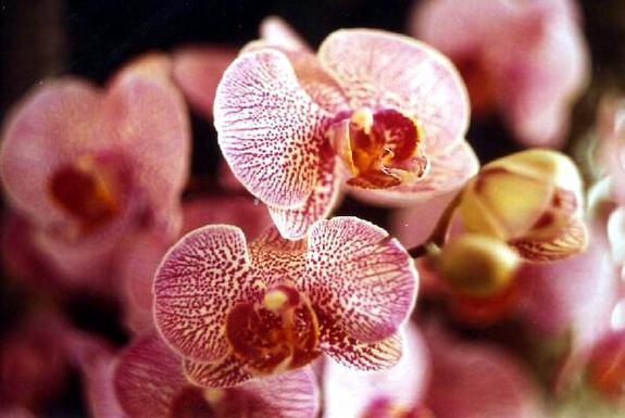 En automne, les orchidées doivent être mises à l'abri car ces fleurs sont considérées comme les plus fragiles. | DR