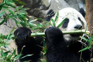 140e anniversaire de la découverte du panda en Chine