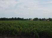 Visite Domaine Chevalier