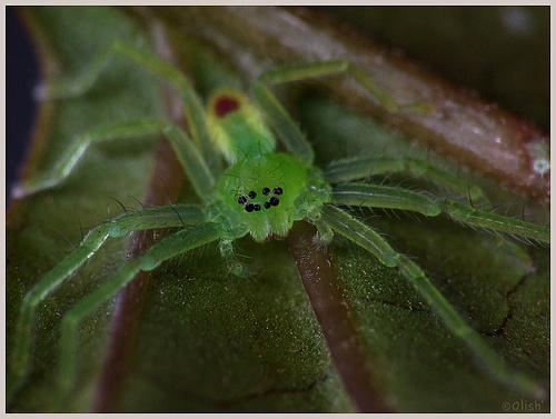 La belle verte