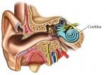 cochlea.jpg