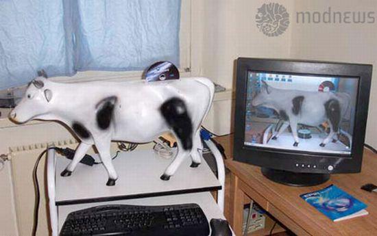 cow-pc-mod