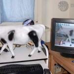 Une vache en guise de boitier PC