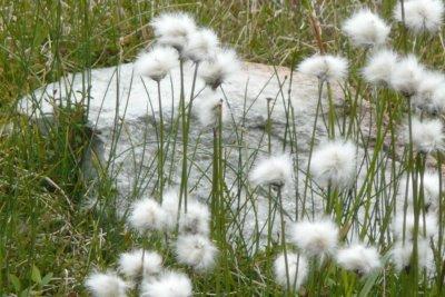 quarante-quatrième voeu