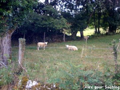 Les moutons creusois sont aussi sur Soliblog - Clic clic clic
