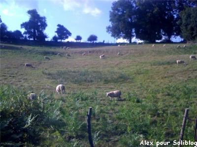 Les moutons creusois sont aussi sur Soliblog - Clic clic clic